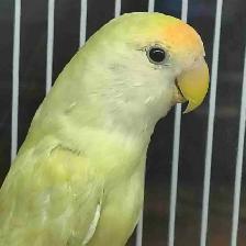 baby love bird