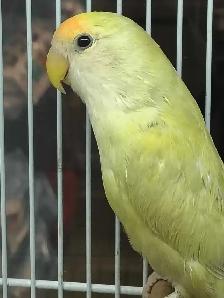 baby love bird - Photo 2