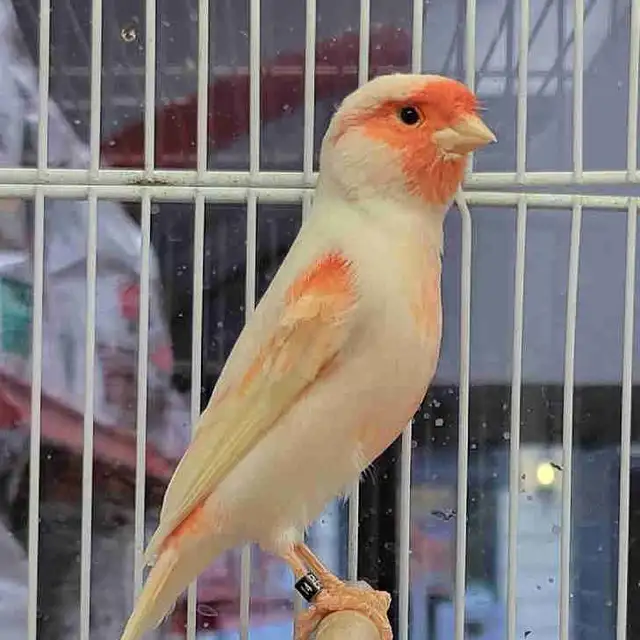 Mosaic canary