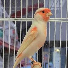 Mosaic canary