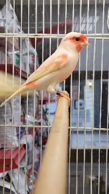 Mosaic canary - Photo 2