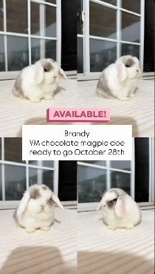 Adorable Holland Lop baby bunnies