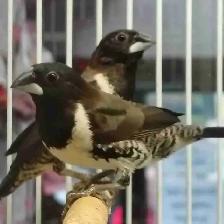 bronze Wing mannequin finches