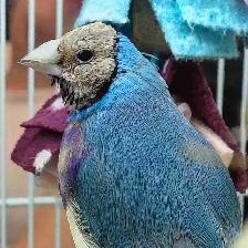 blue turquoise gouldian finches