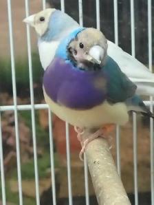 blue turquoise gouldian finches - Photo 2