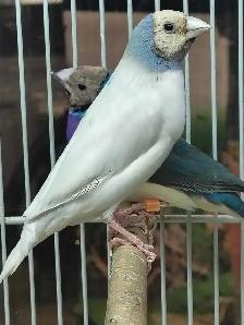 blue turquoise gouldian finches - Photo 3