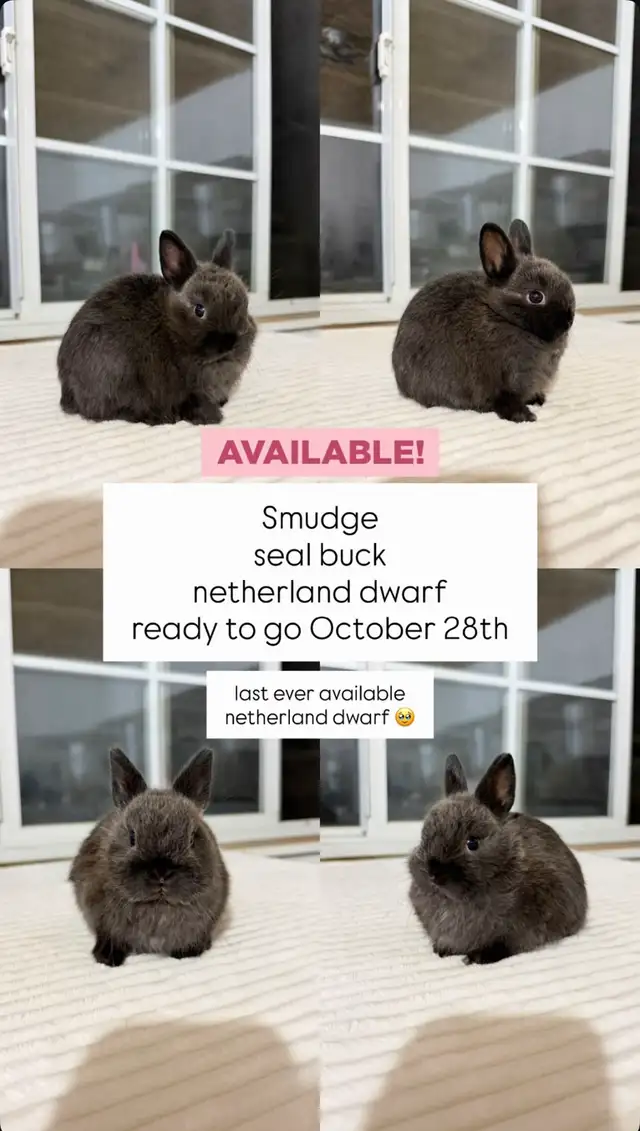 Tiny Netherland Dwarf baby bunny