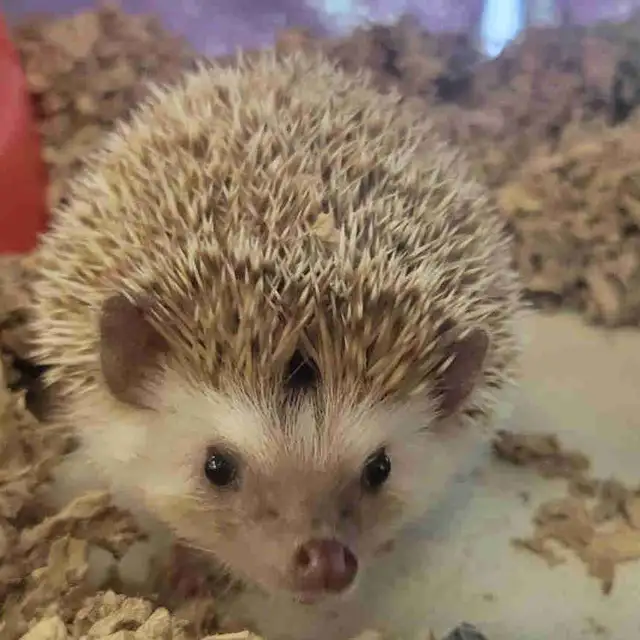baby hedgehogs