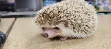 baby hedgehogs - Photo 2