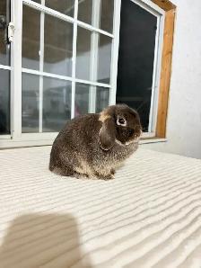 Tiny Female Holland Lop bunny