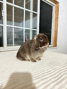 Tiny Female Holland Lop bunny - Photo 2