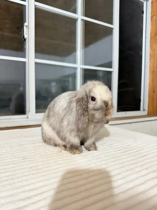 Sweet Holland Lop baby bunny