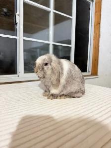 Sweet Holland Lop baby bunny - Photo 5