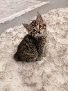❤️Bengal Kitten ❤️ Only one boy left! ❤️