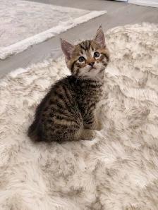 ❤️Bengal Kitten ❤️ Only one boy left! ❤️ - Photo 2