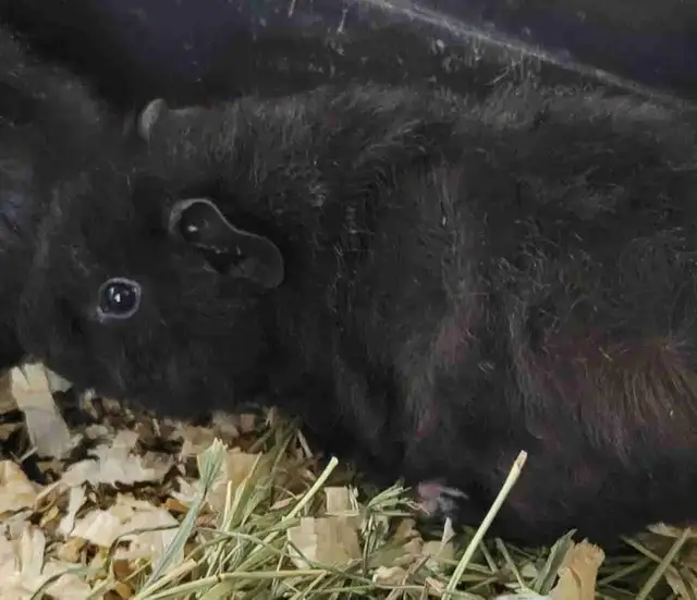 baby guinea pigs
