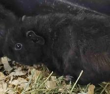 baby guinea pigs