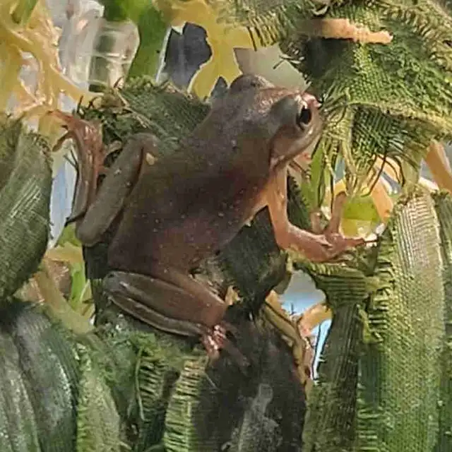 baby green tree frogs