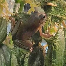 baby green tree frogs