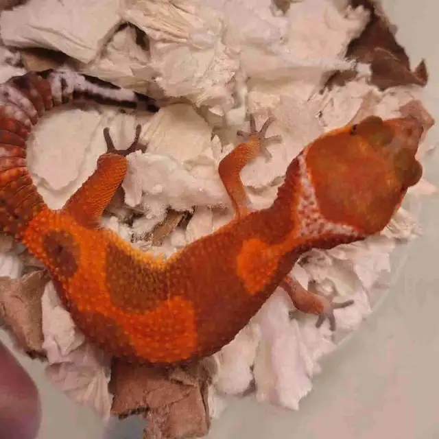 baby leopard geckos