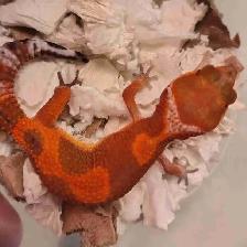 baby leopard geckos