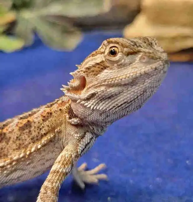 baby bearded dragon