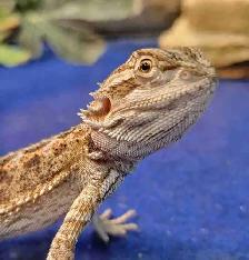 baby bearded dragon