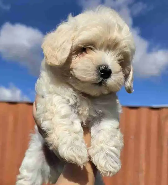 Maltipoo Puppy