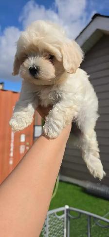 Maltipoo Puppy - Photo 2