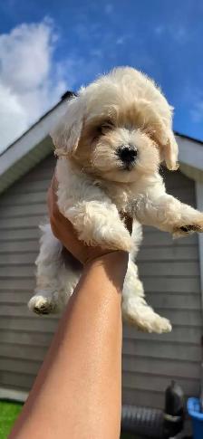 Maltipoo Puppy - Photo 3