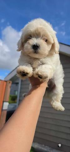Maltipoo Puppy - Photo 4