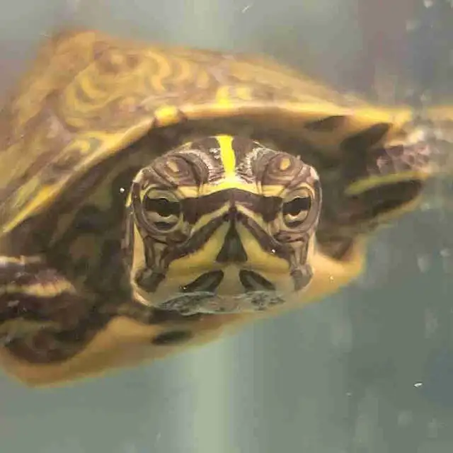baby yellow belly cooter turtles