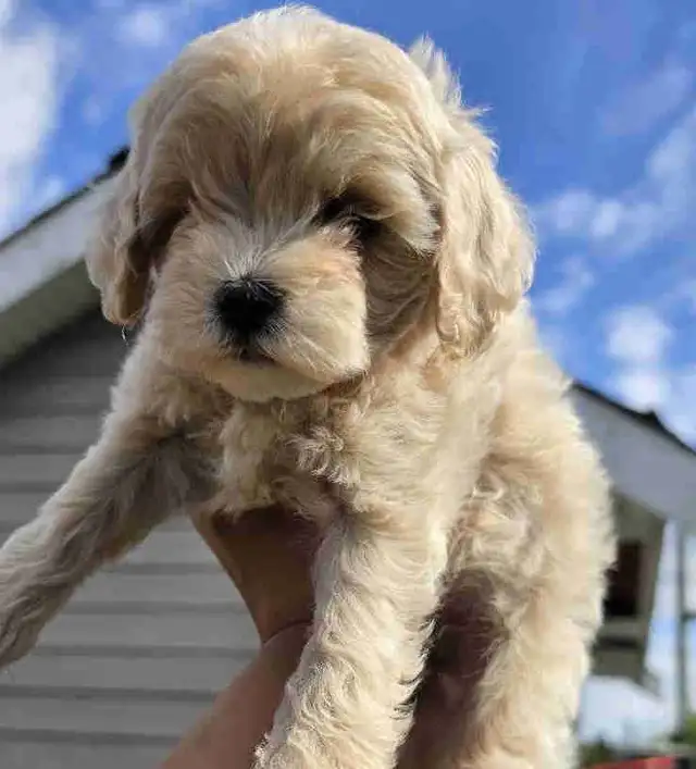 Maltipoo Puppy