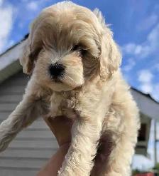 Maltipoo Puppy