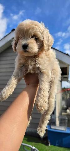 Maltipoo Puppy - Photo 2