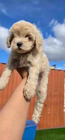 Maltipoo Puppy - Photo 3