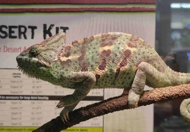 veiled chameleon