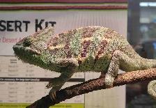 veiled chameleon