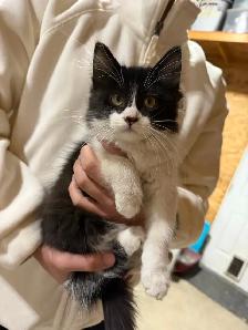 Free Kittens - Photo 2