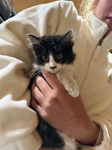 Free Kittens - Photo 3