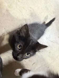 Free Kittens - Photo 5