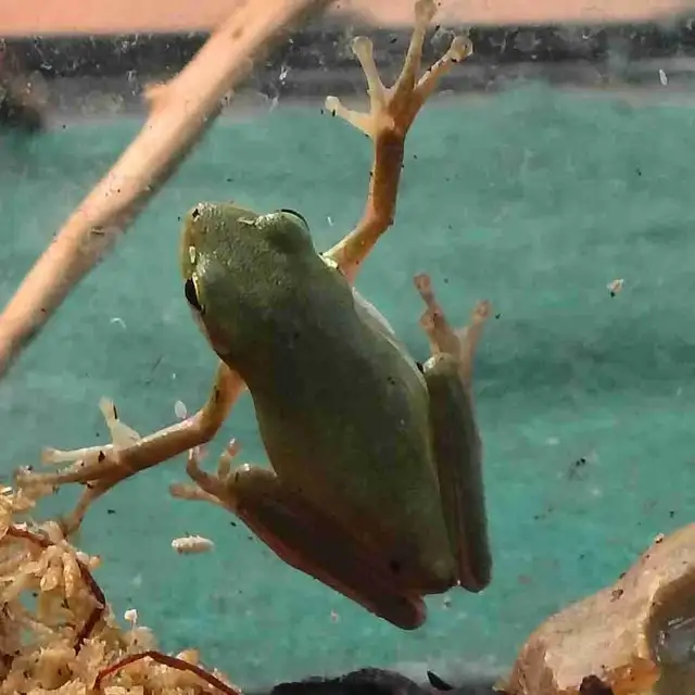 baby green tree frogs
