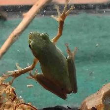 baby green tree frogs