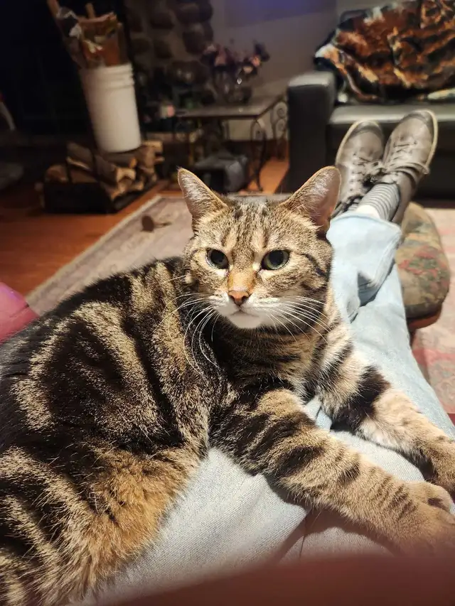 chatte à donner