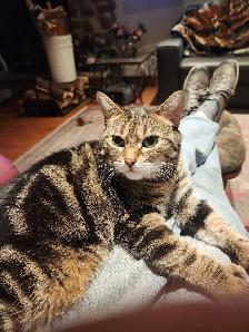 chatte à donner