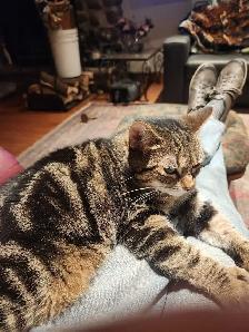 chatte à donner - Photo 2