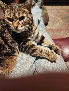 chatte à donner - Photo 3