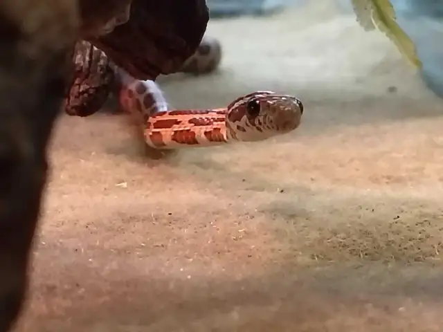 baby corn snake