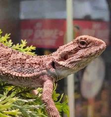baby bearded dragon