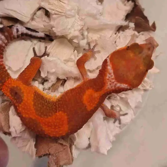 baby leopard geckos